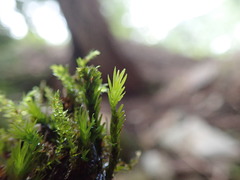 Fissidens grandifrons