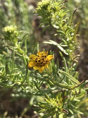 Deinandra clementina