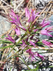 Allium falcifolium