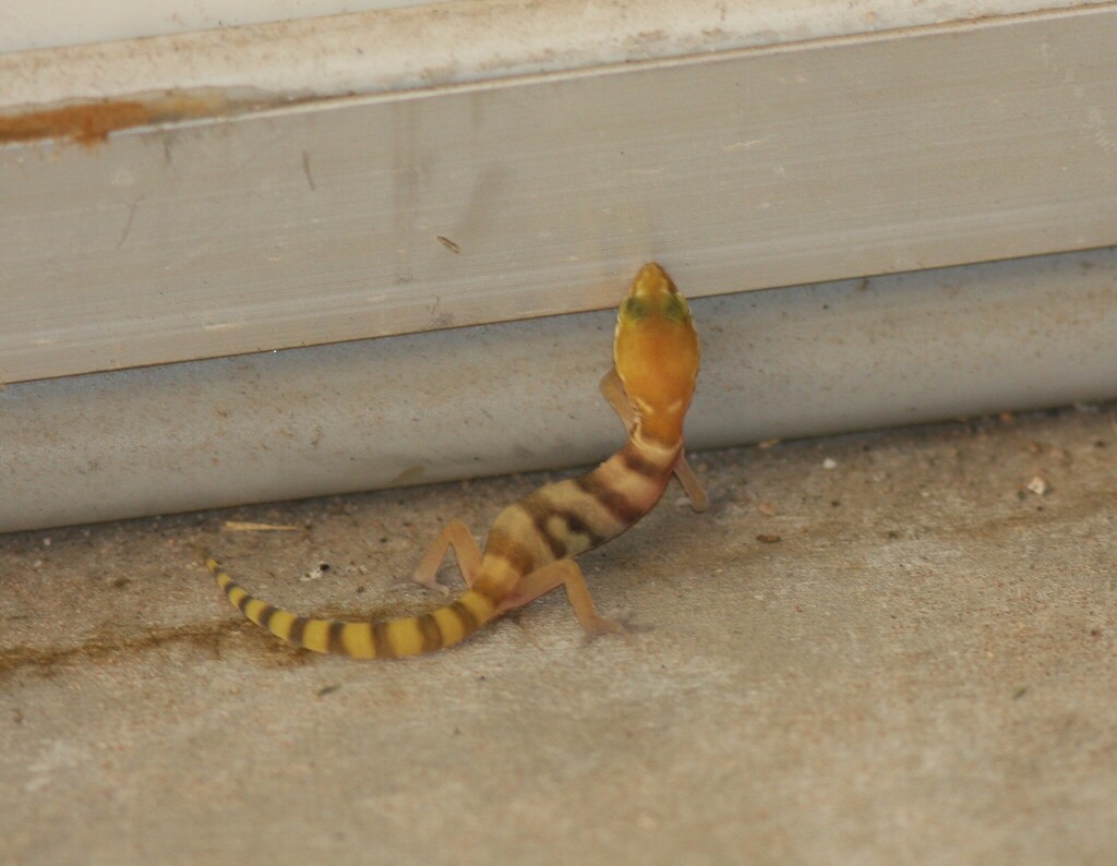 Western Banded Gecko from Desert View Village, Phoenix, AZ, USA on ...