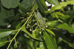 Ocotea tampicensis