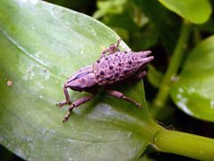 Poropterus ellipticus