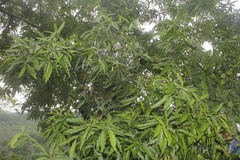 Ocotea tampicensis