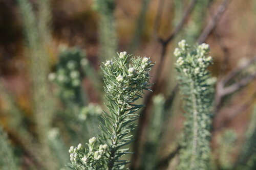 Image of Phymaspermum athanasioides by (c) Paul Hoekman, some rights reserved (CC BY)
