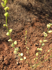 Streptanthus polygaloides