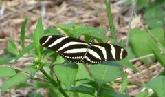 Heliconius charithonia