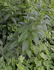 Sisymbrium strictissimum