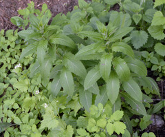 Sisymbrium strictissimum