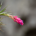 Tillandsia stricta - Photo (c) Eden Fontes, some rights reserved (CC BY-NC), uploaded by Eden Fontes