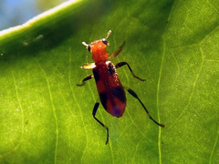 Lemidia