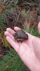 Limnodynastes dumerilii dumerilii