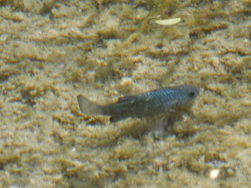 Sonoyta Pupfish