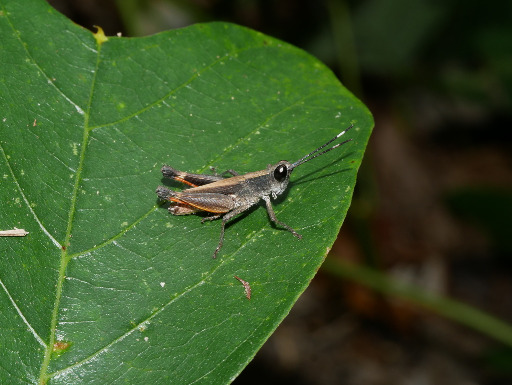 Rectitropis australis