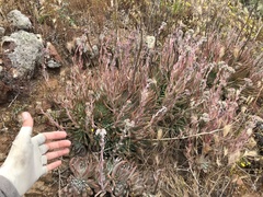 Dudleya virens virens