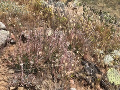 Dudleya virens virens