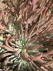 Dudleya virens virens