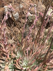 Dudleya virens virens