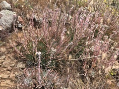 Dudleya virens virens