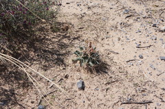 Coryphantha robustispina uncinata