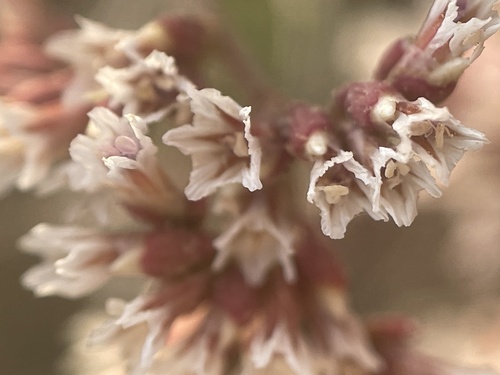 Limonium axillare