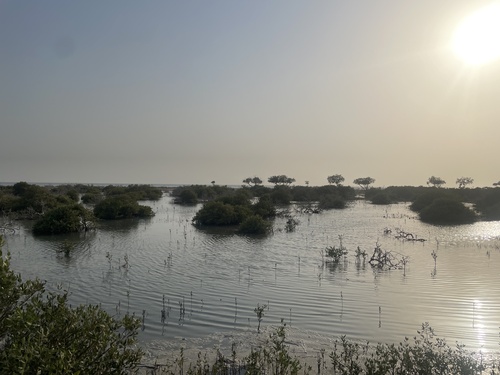 Grey Mangrove