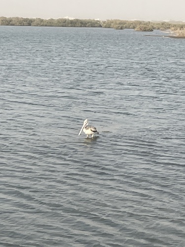 Pink-backed Pelican