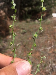 Lappula occidentalis occidentalis