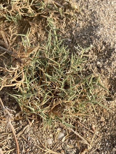 rabbit foot aeluropus