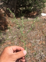 Lappula occidentalis occidentalis