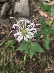 Monarda russeliana