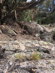 Poa fendleriana