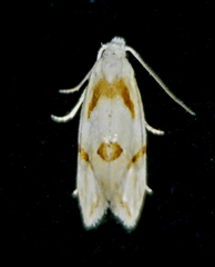 Aethes seriatana