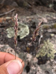 Poa fendleriana
