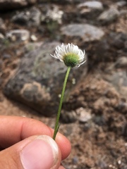 Erigeron engelmannii