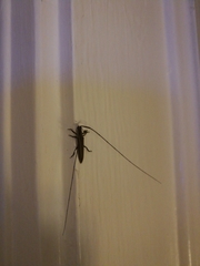 Hippopsis lemniscata