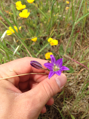 Brodiaea elegans elegans