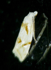 Aethes seriatana