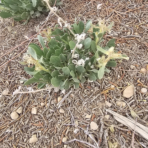 San Rafael Cryptantha (Oreocarya jonesiana)