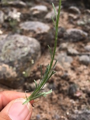 Erigeron engelmannii