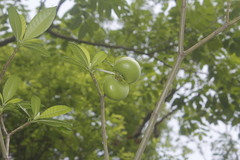 Tabernaemontana alba