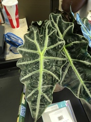 Alocasia amazonica