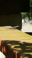 Sceloporus occidentalis
