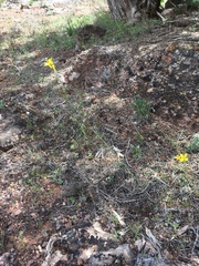 Sisymbrium linifolium