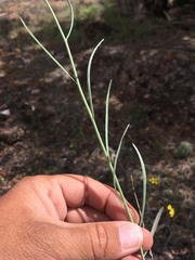 Sisymbrium linifolium