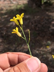 Sisymbrium linifolium