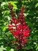 Coral Bean - Photo (c) Dwight Bohlmeyer, some rights reserved (CC BY-NC), uploaded by Dwight Bohlmeyer
