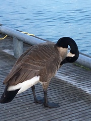 Branta canadensis