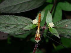 Lathrecista asiatica festa