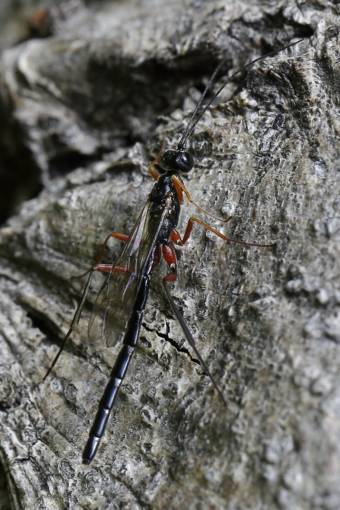 Neoxorides