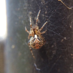 Theridion pictum